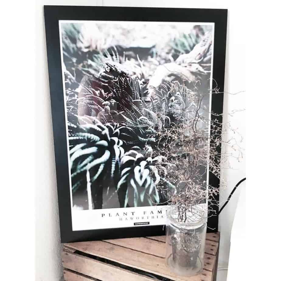 haworthia-50-70-plante-plakat