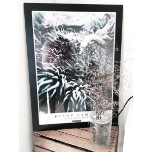 haworthia-50-70-plante-plakat