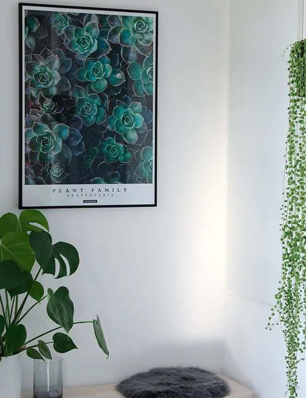 Graptoveria plakat - Plante plakat med grønne sukkulenter