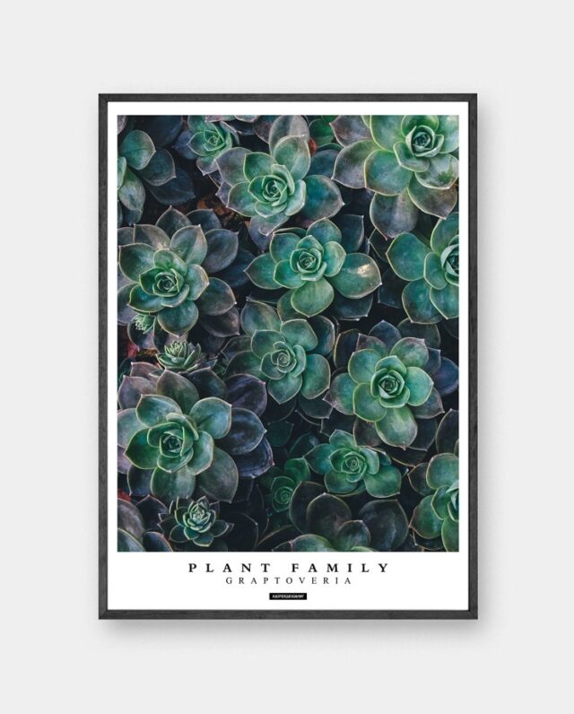 Graptoveria plakat - Plante plakat sukkulenter i sort ramme