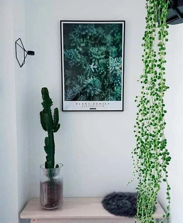 Morganianum planteplakat med hængende sukkulent