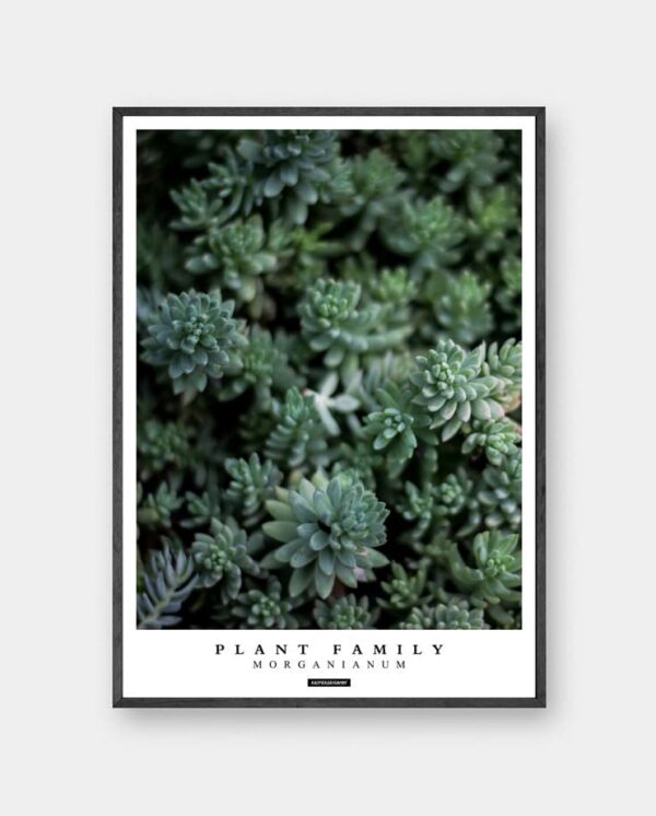 Morganianum plakat - Plante billede af grønne sukkulenter med tekst i sort ramme