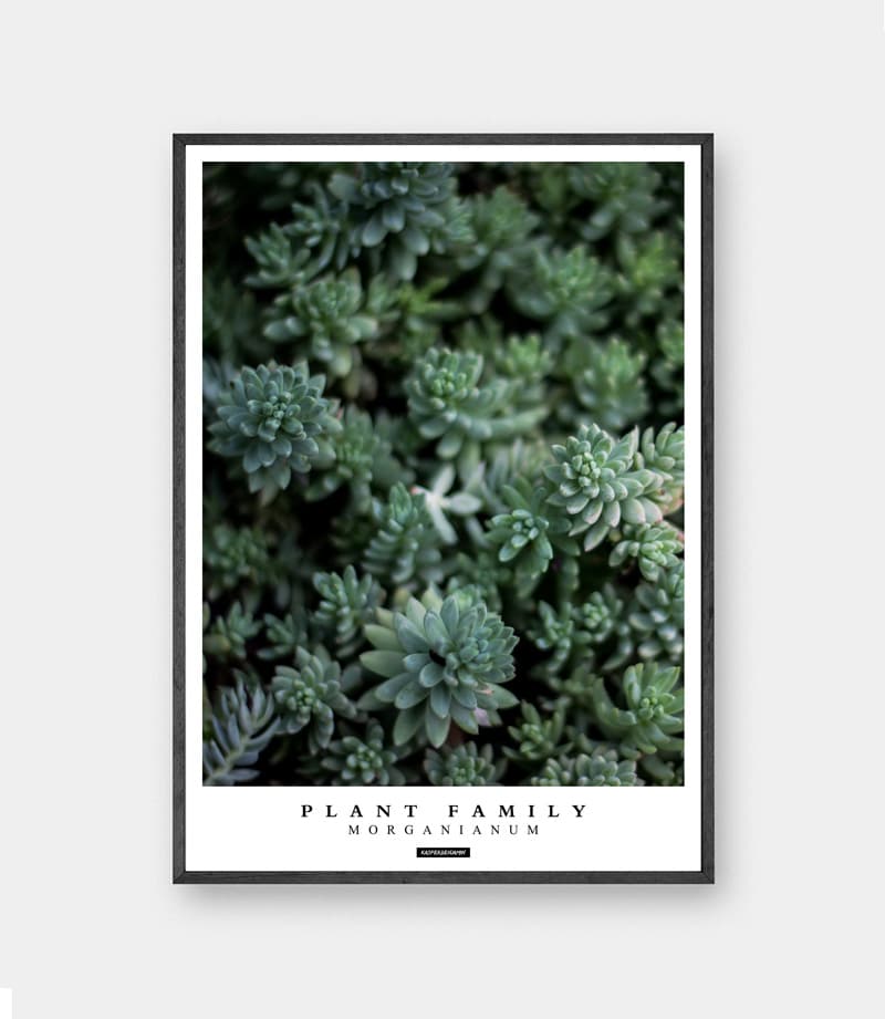 Morganianum plakat - Plante billede af grønne sukkulenter med tekst i sort ramme