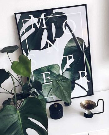 Monstera plakat - botanisk monstera deliciosa plante