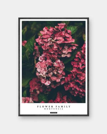 Hortensia plakat - Hortensia blomster billede med tekst i sort ramme