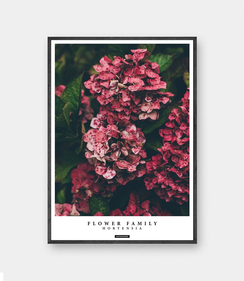 Hortensia plakat - Hortensia blomster billede med tekst i sort ramme