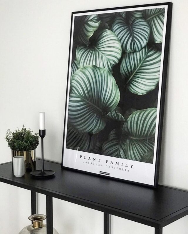 Calathea Orbifolia plakat