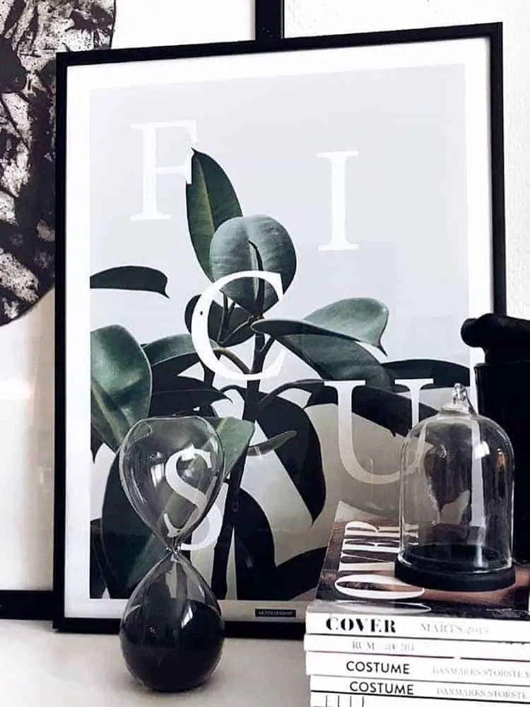 ficus elastica plante fotokunst plakat