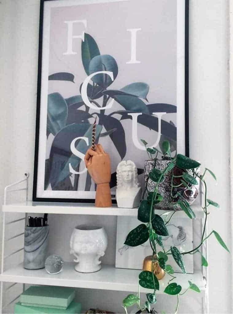 Gummifigen plante plakat - Ficus Elastica plakat