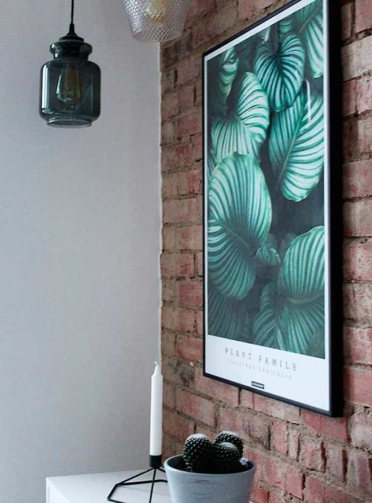 Groen plante plakat - Calathea Orbifolia plakat
