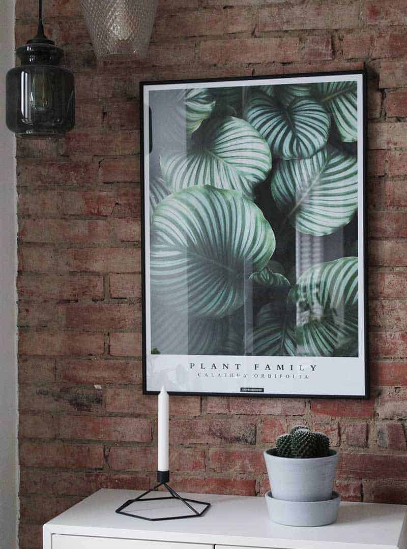 Grøn botanisk plante plakat - Calathea Orbifolia plakat