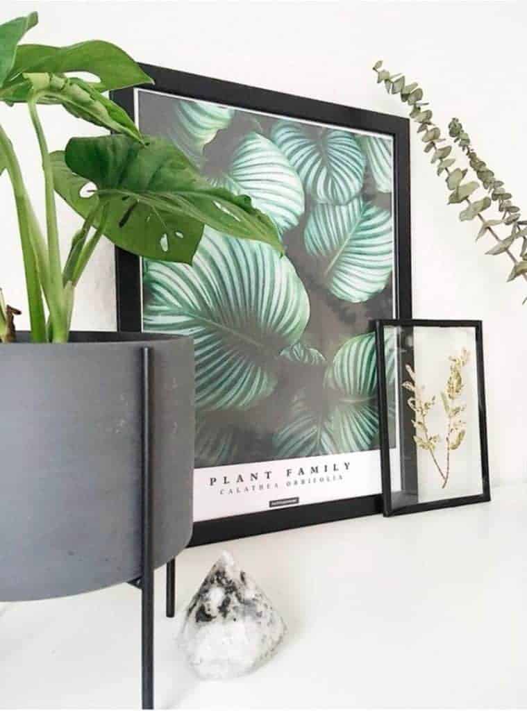 Botanisk plante plakat med tekst - Calathea Orbifolia plakat