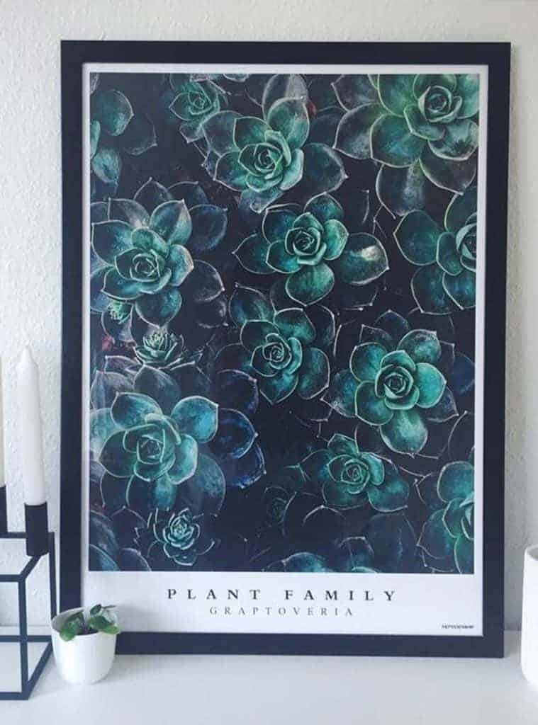 Grøn sukkulent plante billede - Graptoveria plakat