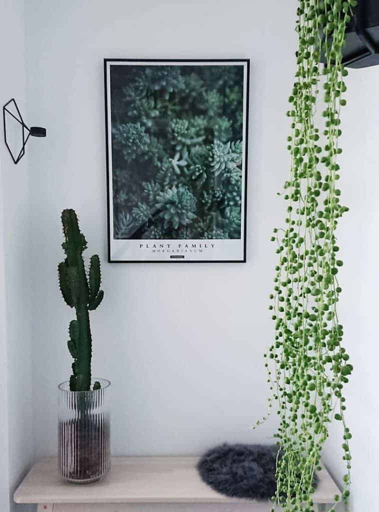 Botaniske plakater - Inspiration