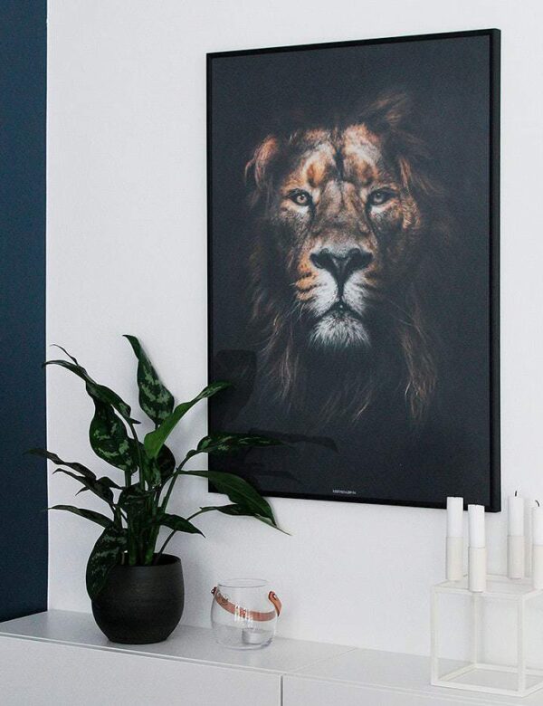 Lion King plakat - dyremotiv løve plakat