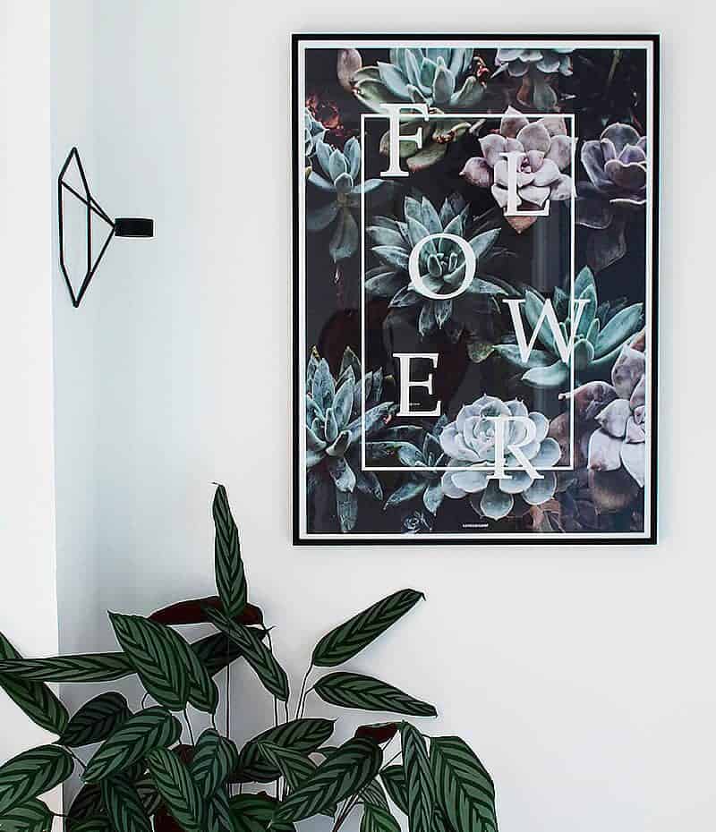 Flower plakat - botanik, blomster og sukkulenter