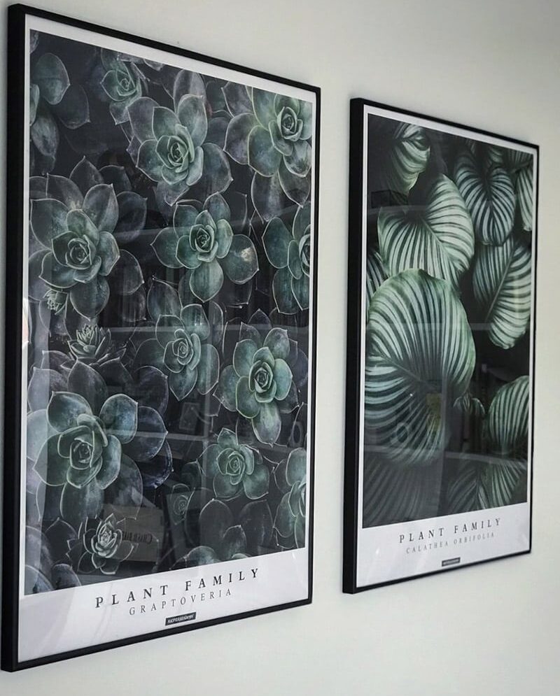 Graptoveria og Calathea Orbifolia plakatsæt
