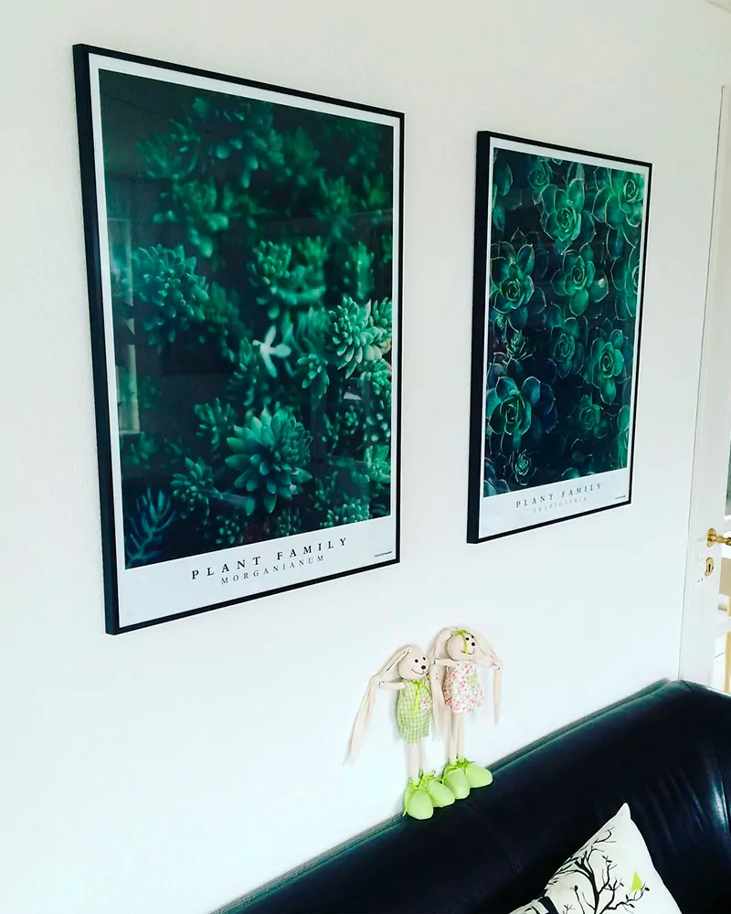 Plakatsæt - Graptoveria og Morganianum