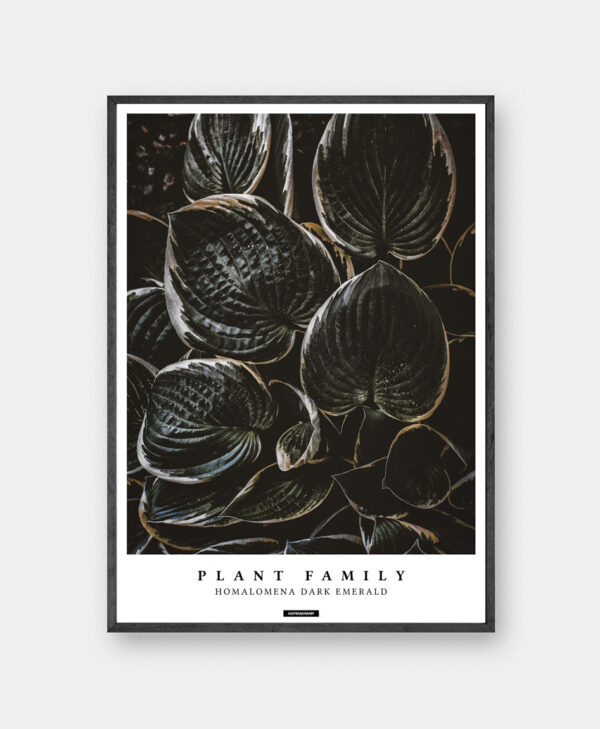 Homalomena plakat med planter og tekst i mørk ramme